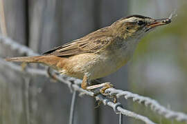 Sedge Warbler