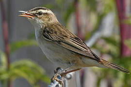 Sedge Warbler