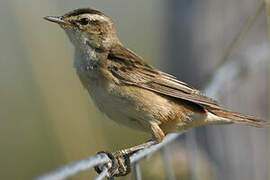 Sedge Warbler