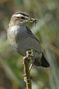 Sedge Warbler