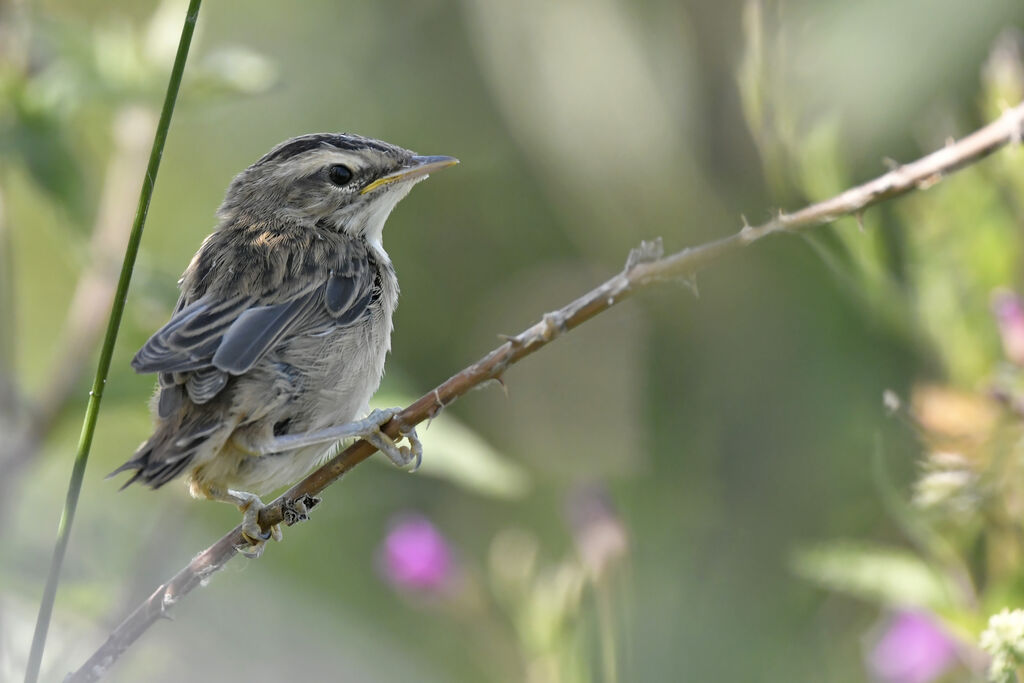 Sedge Warblerjuvenile, identification