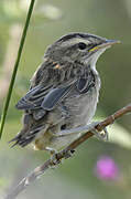 Sedge Warbler