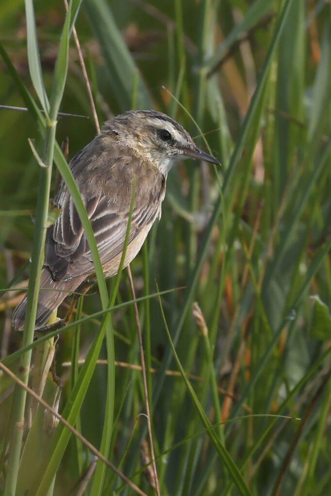 Sedge Warbleradult, identification