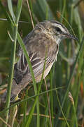 Sedge Warbler