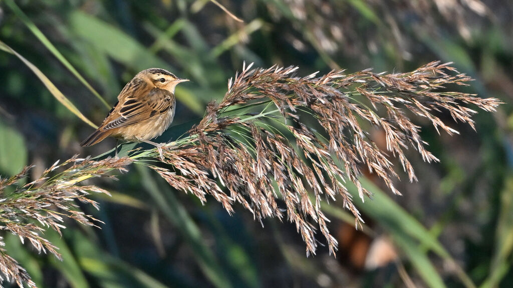 Sedge Warbleradult, identification