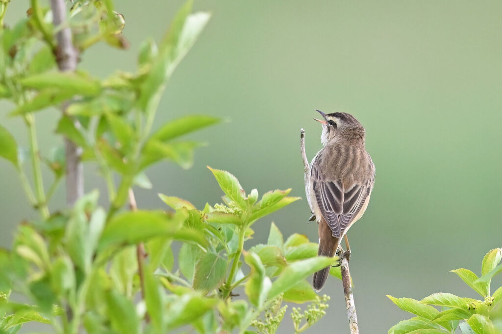 Sedge Warbleradult, identification, song