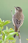 Sedge Warbler