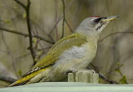 Grey-headed Woodpecker