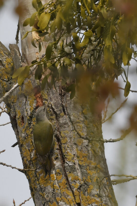 Grey-headed Woodpecker female adult, identification