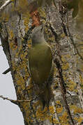 Grey-headed Woodpecker