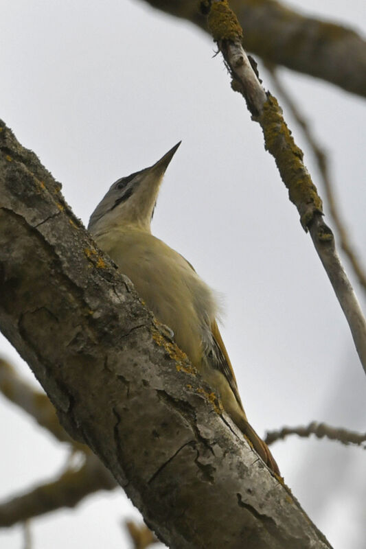 Grey-headed Woodpeckeradult, identification