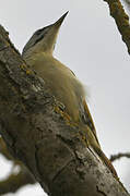 Grey-headed Woodpecker