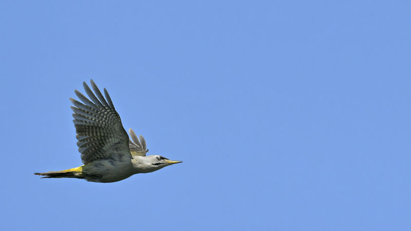 Grey-headed Woodpecker female adult, Flight