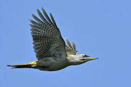 Grey-headed Woodpecker