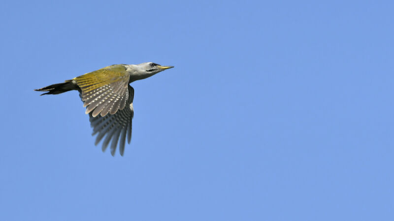 Grey-headed Woodpecker female adult, Flight