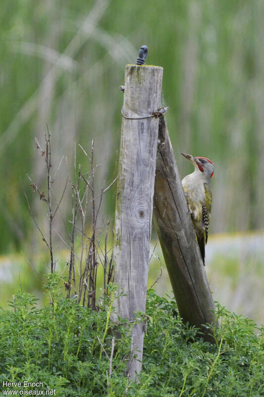 Iberian Green Woodpecker male adult, pigmentation, fishing/hunting, Behaviour