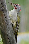 Iberian Green Woodpecker