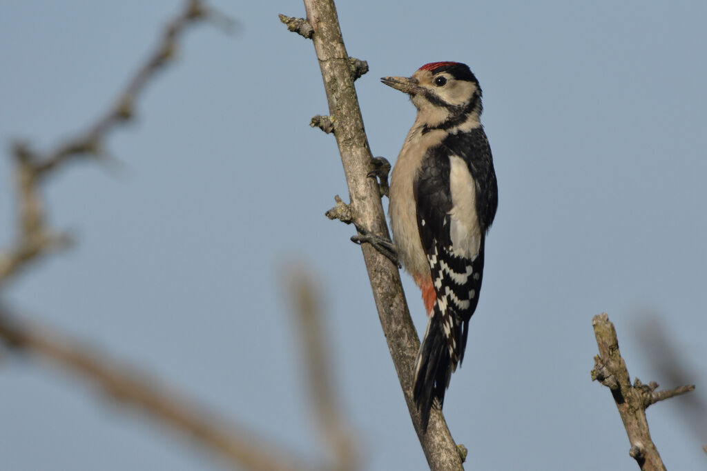 Pic épeichejuvénile, identification