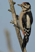 Great Spotted Woodpecker