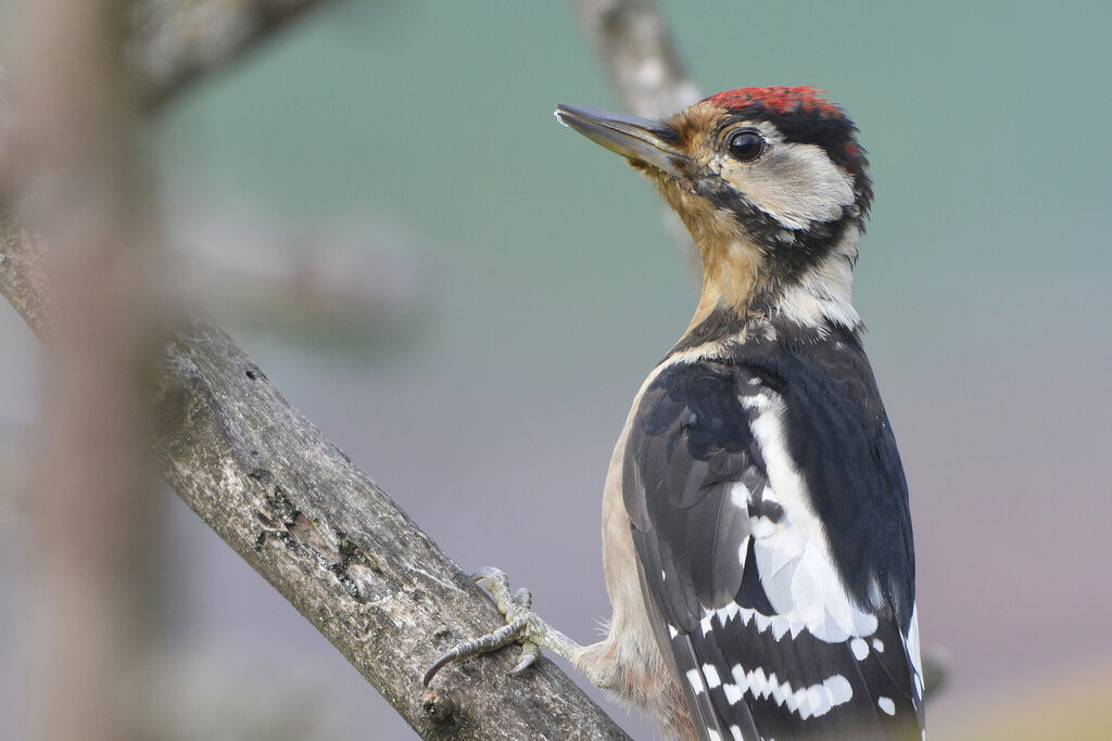 Great Spotted Woodpeckerjuvenile, identification