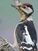 Great Spotted Woodpecker