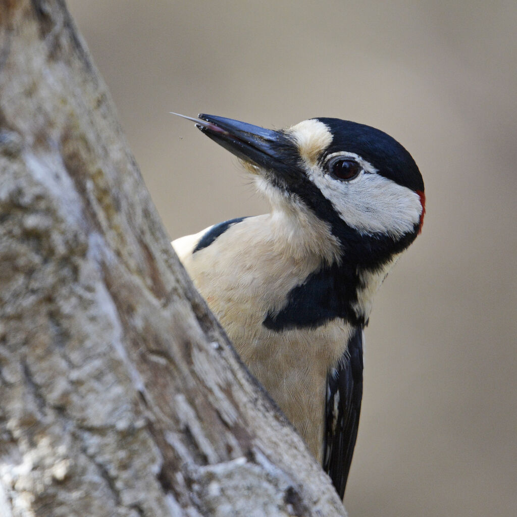 Great Spotted Woodpecker male adult, identification, close-up portrait