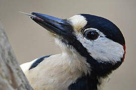 Great Spotted Woodpecker