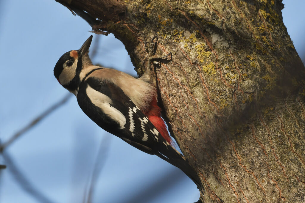 Great Spotted Woodpecker male adult, identification