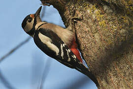 Great Spotted Woodpecker