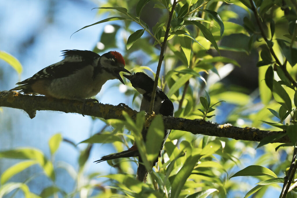 Great Spotted Woodpecker, Behaviour