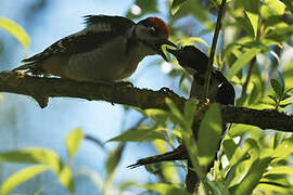 Great Spotted Woodpecker