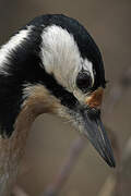 Great Spotted Woodpecker