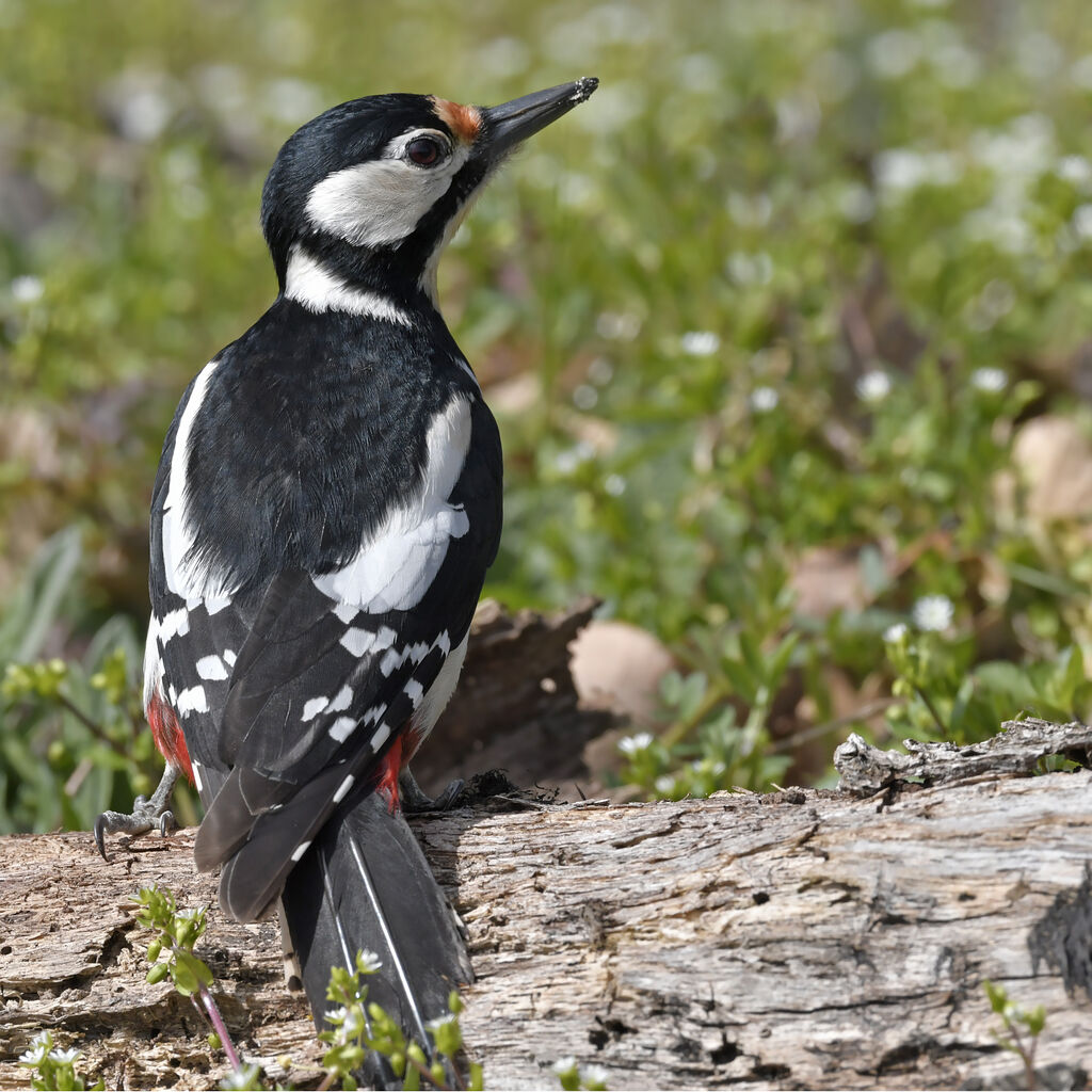 Great Spotted Woodpecker female adult, identification