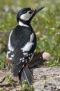 Great Spotted Woodpecker