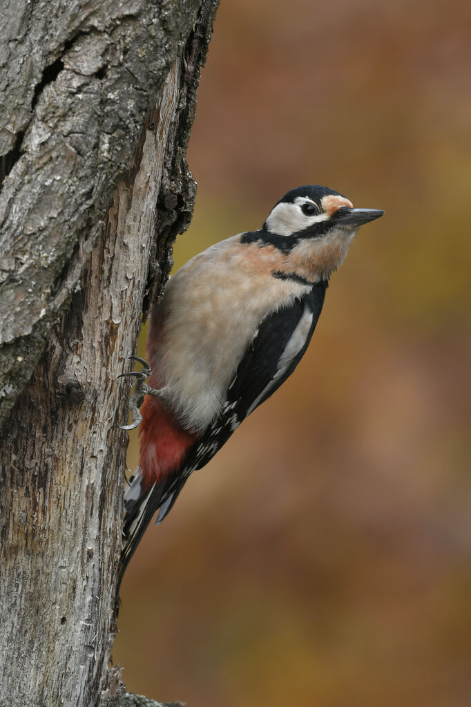 Great Spotted Woodpecker female adult, identification