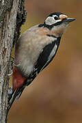 Great Spotted Woodpecker