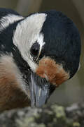 Great Spotted Woodpecker