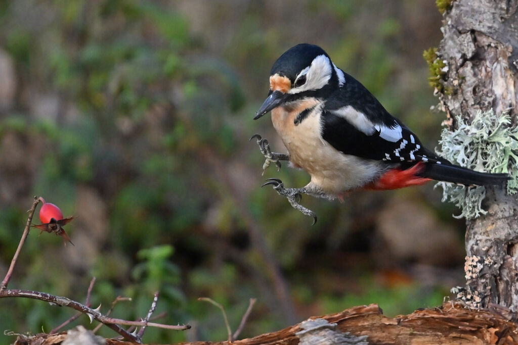 Great Spotted Woodpecker female adult, identification