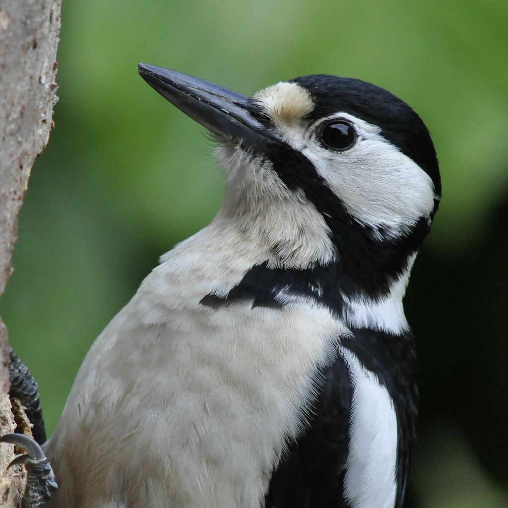 Great Spotted Woodpecker female adult