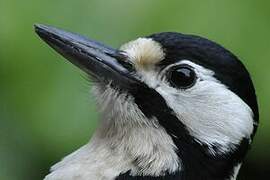 Great Spotted Woodpecker