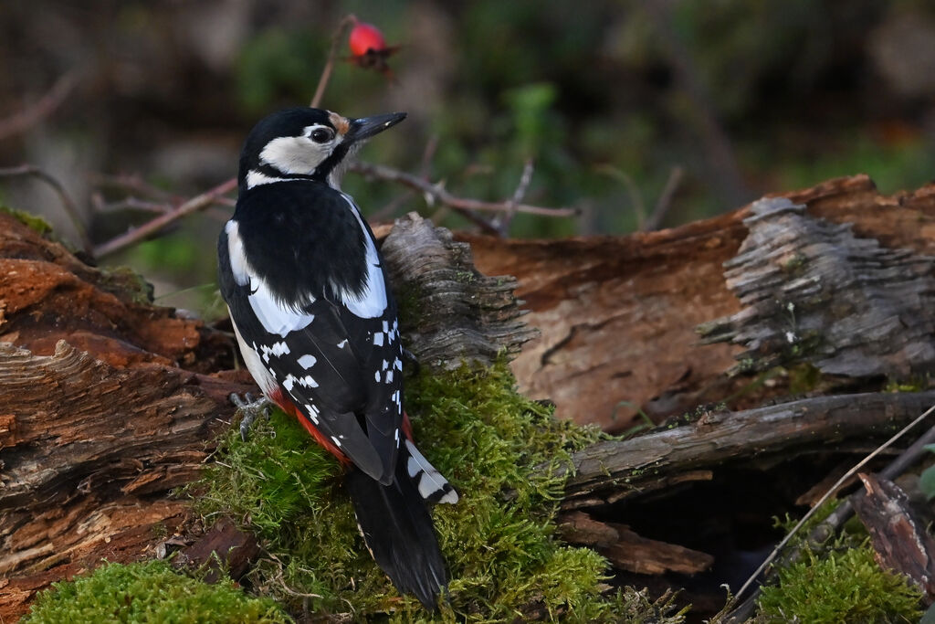 Great Spotted Woodpecker female adult, identification