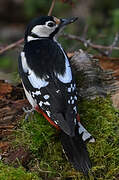 Great Spotted Woodpecker