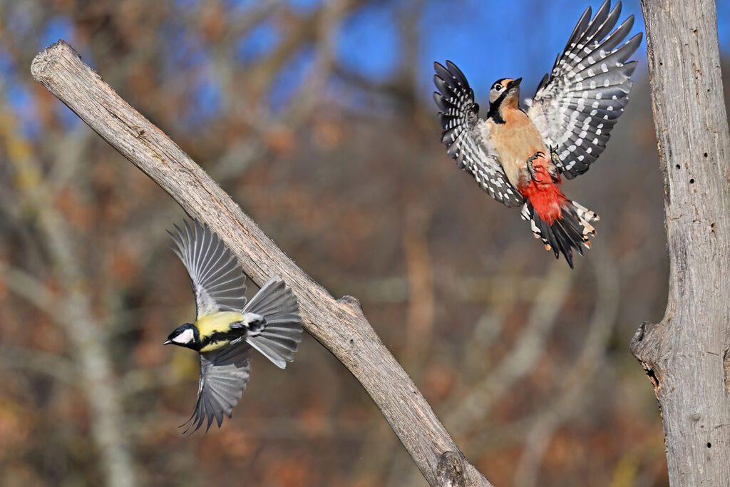 Great Spotted Woodpecker female adult, Flight