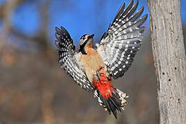 Great Spotted Woodpecker