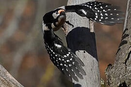 Great Spotted Woodpecker