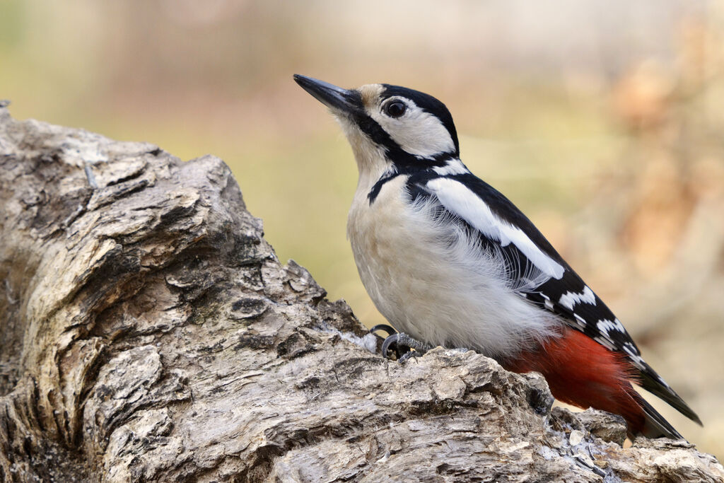 Great Spotted Woodpecker female adult, identification