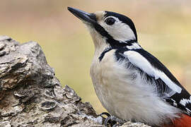 Great Spotted Woodpecker