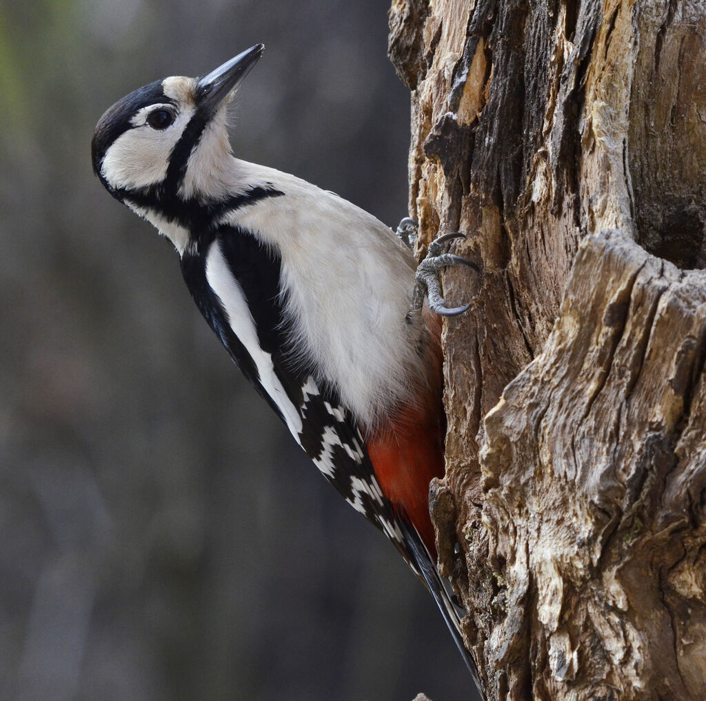 Great Spotted Woodpecker female adult, identification