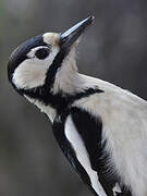 Great Spotted Woodpecker