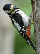 Great Spotted Woodpecker